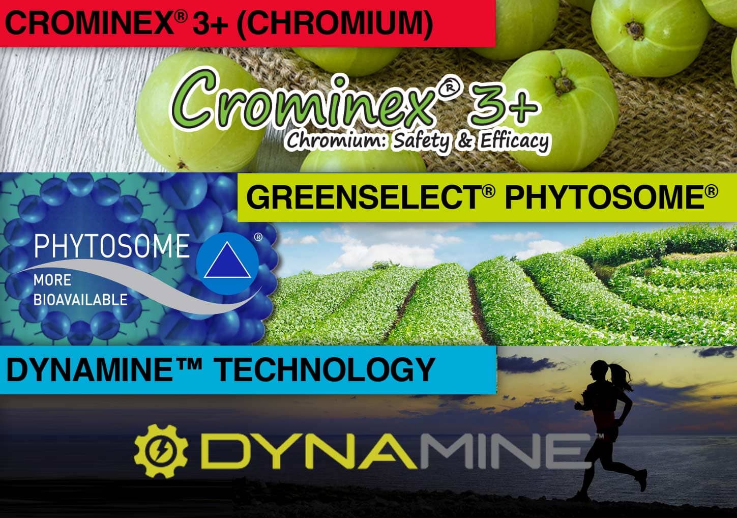 Key Ingredients in Saba ACE – Crominex® 3+, Greenselect® Phytosome®, and Dynamine™ Technology Ingredients in Saba ACE supplement including Crominex 3+, Greenselect Phytosome, and Dynamine Technology