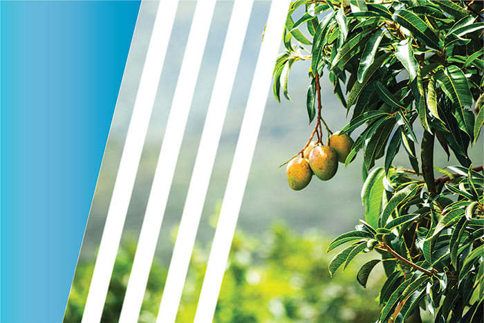 African Mango Tree and Fruit for Natural Weight Management African mango fruits growing on a tree with green leaves and blurred natural background