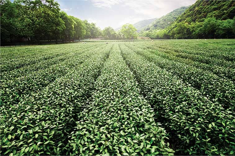 Green Tea Field – Natural Source for Antioxidants and Wellness Green tea plantation field surrounded by lush hills under a bright sky