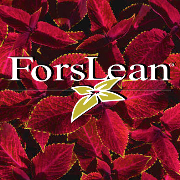 ForsLean® – Natural Coleus Forskohlii for Fat Metabolism ForsLean coleus forskohlii extract